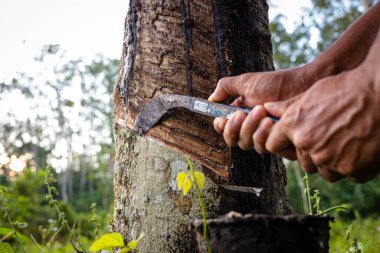 Çiftçi el yapımı lastik lateks ağaç tarım endüstrisi