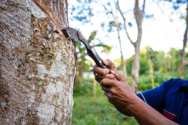 Çiftçi el yapımı lastik lateks ağaç tarım endüstrisi
