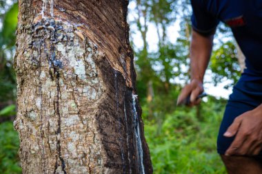 Çiftçi el yapımı lastik lateks ağaç tarım endüstrisi