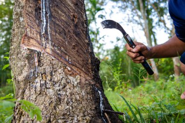 Çiftçi el yapımı lastik lateks ağaç tarım endüstrisi
