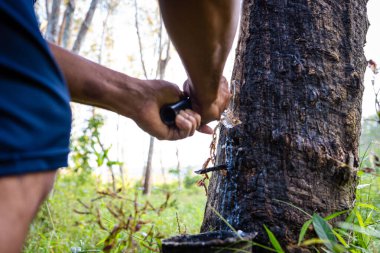 Çiftçi el yapımı lastik lateks ağaç tarım endüstrisi