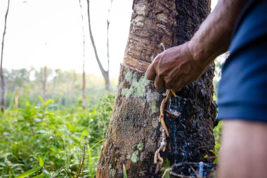 Çiftçi el yapımı lastik lateks ağaç tarım endüstrisi