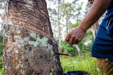 Çiftçi el yapımı lastik lateks ağaç tarım endüstrisi