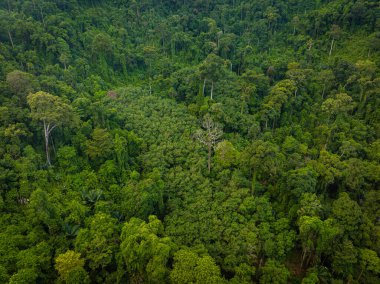 Çeşitli yeşil tropikal ağaçlar yağmur ormanları dağ adaları doğa manzarası