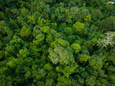 Çeşitli yeşil tropikal ağaçlar yağmur ormanları dağ adaları doğa manzarası