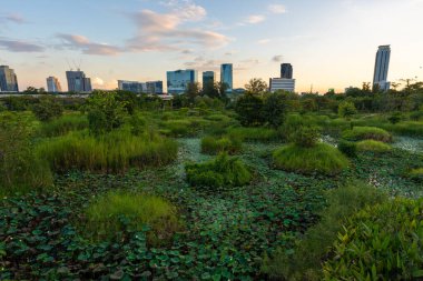 Bataklık bataklığı olan yeşil şehir parkı. Mavi gökyüzü bulutları yolda yürüyor. Yeşil çimen tarlasında parkta rahatça yürüyor. Bangkok Tayland