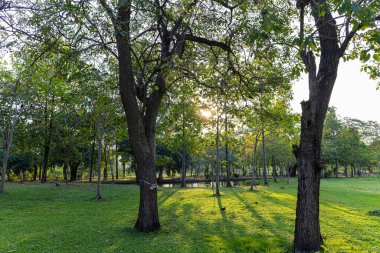 Şehir parkındaki yeşil çayır ağacı ormanı. Gün batımı. Bangkok Tayland.