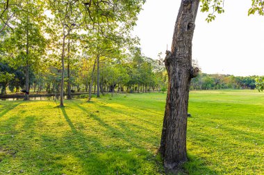 Şehir parkındaki yeşil çayır ağacı ormanı. Gün batımı. Bangkok Tayland.