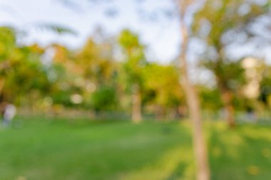 Soyut bulanık yeşil ağaç parkı günbatımı aydınlık doğa arka planı