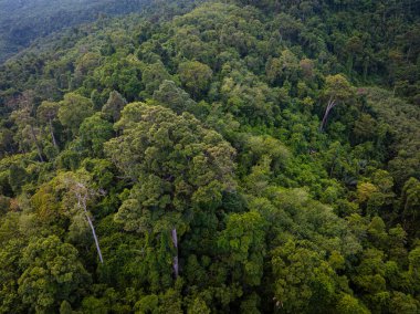 Çeşitli yeşil tropikal ağaçlar yağmur ormanları dağ adaları doğa manzarası