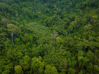 Çeşitli yeşil tropikal ağaçlar yağmur ormanları dağ adaları doğa manzarası