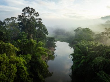 Hava manzarası sisli tropikal yeşil yağmur ormanı nehir doğası manzaralı.