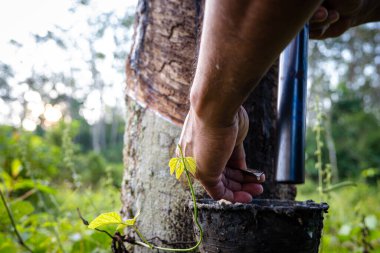 Çiftçi el yapımı lastik lateks ağaç tarım endüstrisi
