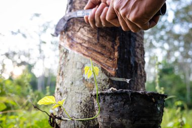 Çiftçi el yapımı lastik lateks ağaç tarım endüstrisi