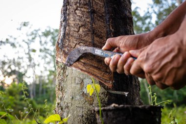 Çiftçi el yapımı lastik lateks ağaç tarım endüstrisi