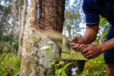 Çiftçi el yapımı lastik lateks ağaç tarım endüstrisi