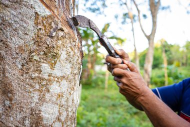 Çiftçi el yapımı lastik lateks ağaç tarım endüstrisi