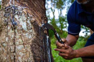 Çiftçi el yapımı lastik lateks ağaç tarım endüstrisi