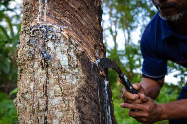 Çiftçi el yapımı lastik lateks ağaç tarım endüstrisi