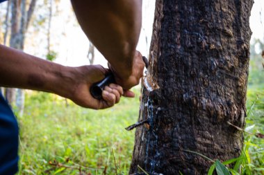Çiftçi el yapımı lastik lateks ağaç tarım endüstrisi