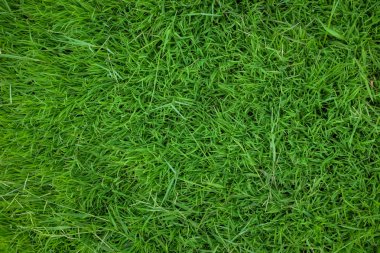 yeşil çimen arkaplan dokusu.