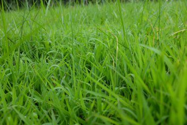 Yeşil çimen arka plan dokusu. Tasarım elementi.