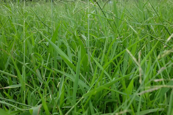 Textura de fundo grama verde. Elemento de projeto. — Fotografia de Stock