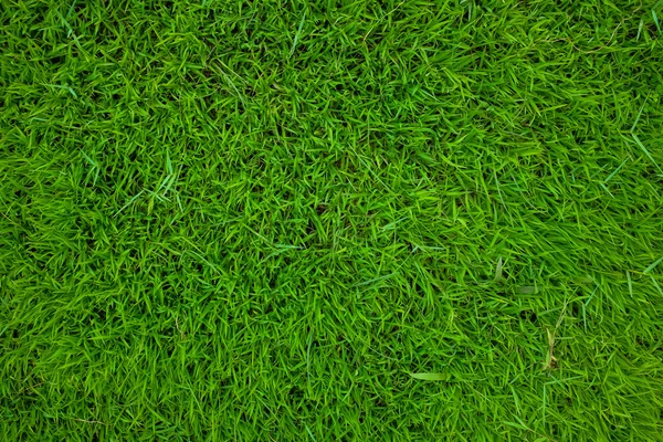 Текстура зеленой травы. — стоковое фото