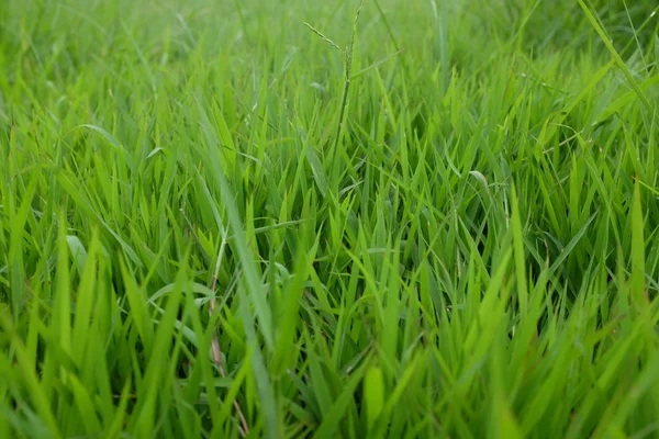 Green grass background texture. Element of design. — Stock Photo, Image