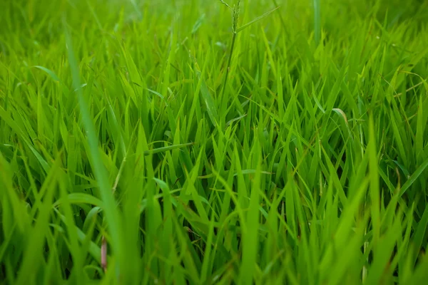 Green grass background texture. — Stock Photo, Image