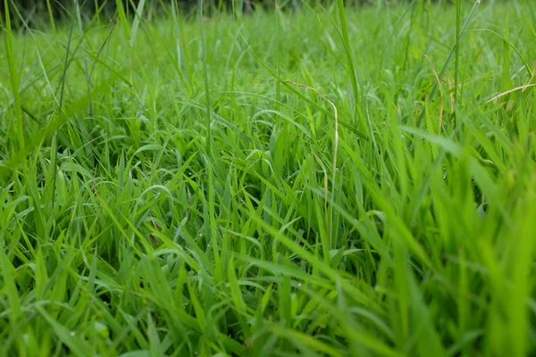 Green grass background texture. Element of design. — Stock Photo, Image