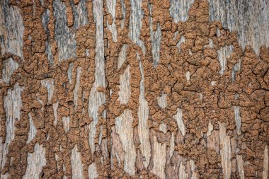 Damage wood wall by termite clipart