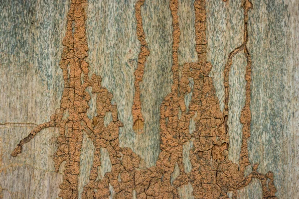 Damage wood wall by termite — Stock Photo, Image