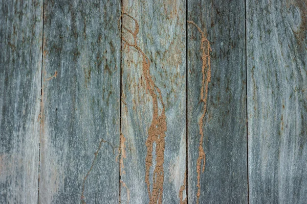 Termite track on wooden wall. — Stock Photo, Image