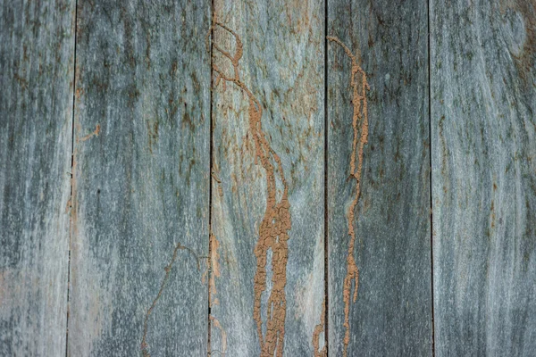 Pista de termitas en pared de madera. — Foto de Stock