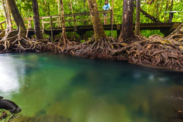 Manglares a lo largo del agua verde turquesa —  Fotos de Stock