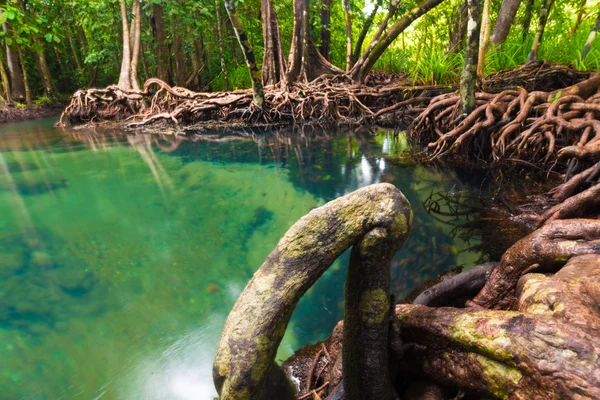 Мангровые деревья вдоль бирюзовой зеленой воды — стоковое фото