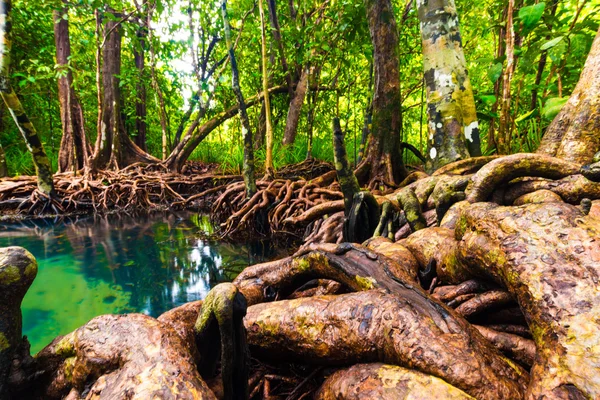 Mangrov zengin orman — Stok fotoğraf