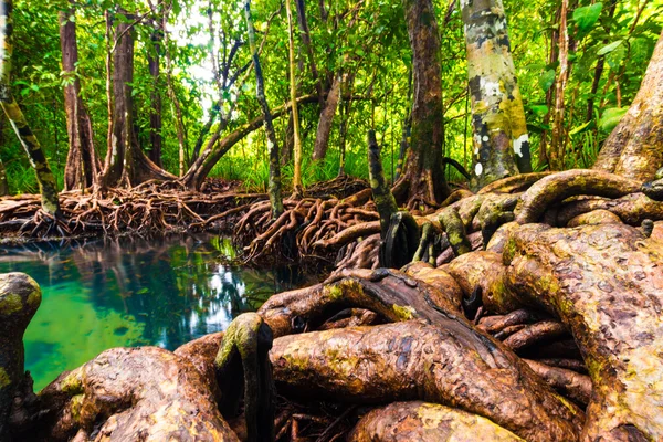 Manguezal floresta rica — Fotografia de Stock