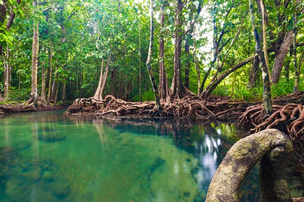 Gazdag mangrove-erdő — Stock Fotó