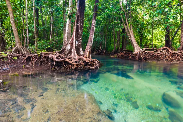 Gazdag mangrove-erdő — Stock Fotó