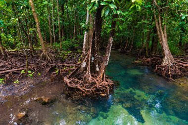 Mangrov zengin orman