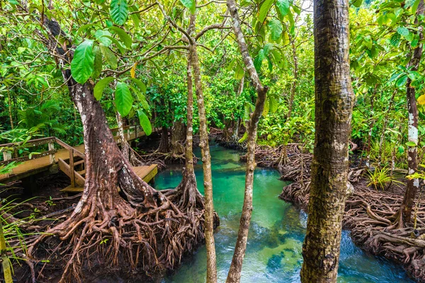 Mangrove copaci de-a lungul apei verzi turcoaz — Fotografie, imagine de stoc