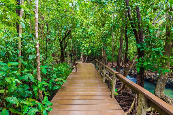 Wooden pathway around mangrove forest — Stock Photo, Image