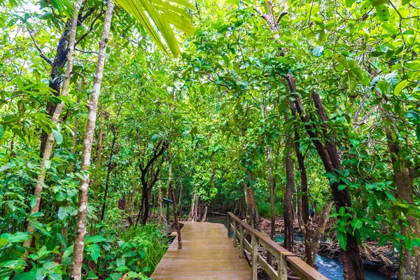 Wooden pathway around mangrove forest — Stock Photo, Image