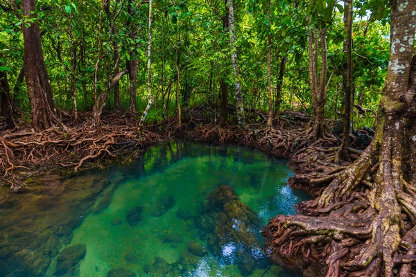 Gazdag mangrove-erdő — Stock Fotó