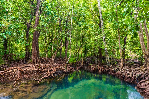 Мангровые деревья вдоль бирюзовой зеленой воды — стоковое фото