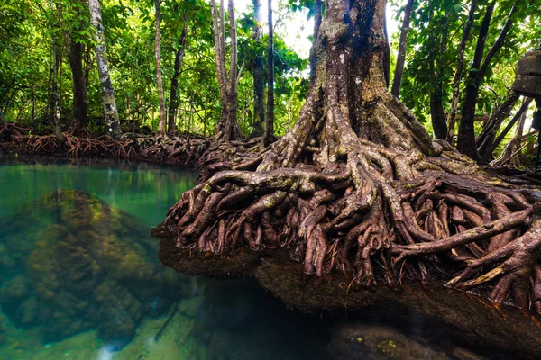 Mangrov zengin orman — Stok fotoğraf