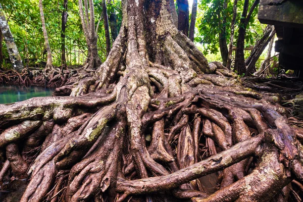 Alberi di mangrovie lungo l'acqua verde turchese — Foto Stock