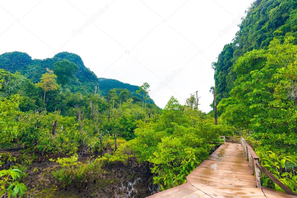 Wooden pathway around mangrove forest